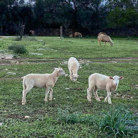 Farm stay Sa Canova Campos (Mallorca)