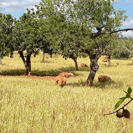 Sa Canova Farm stay Campos (Mallorca)